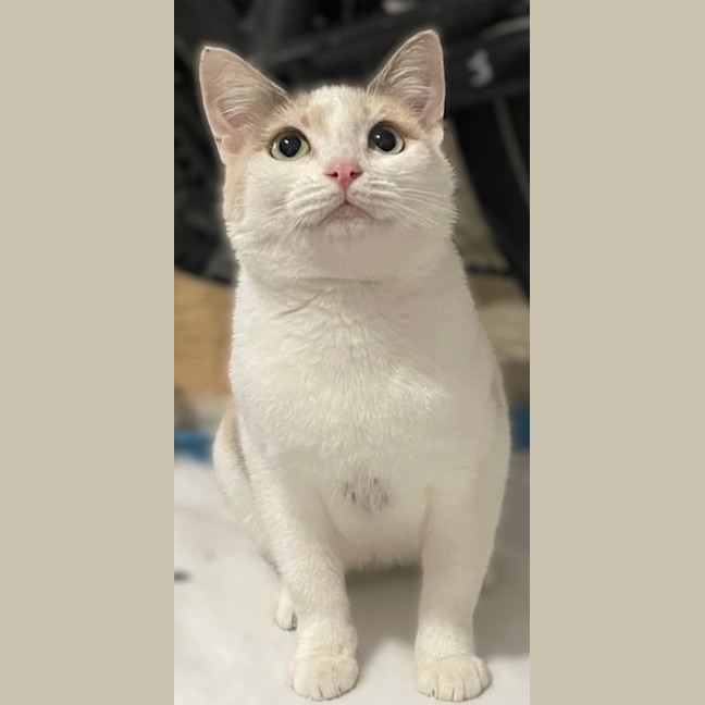Photo of Tilly
