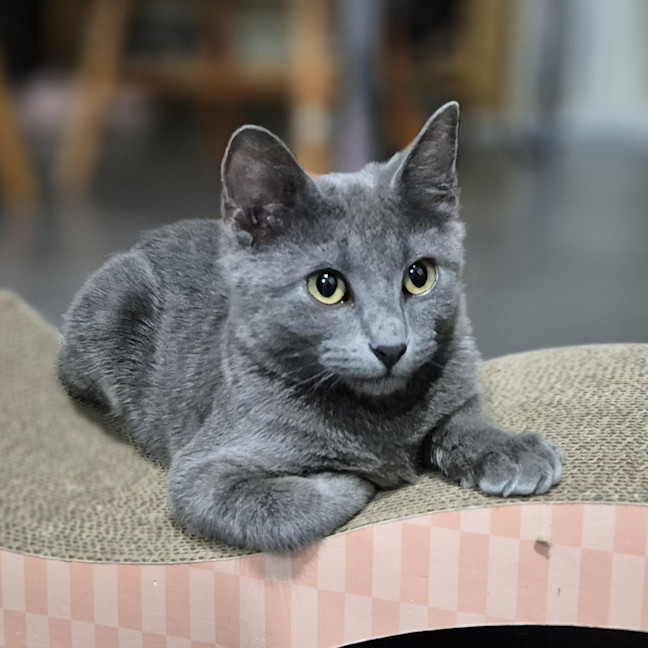 Photo of Sapphire