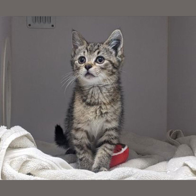 Photo of Little Miss