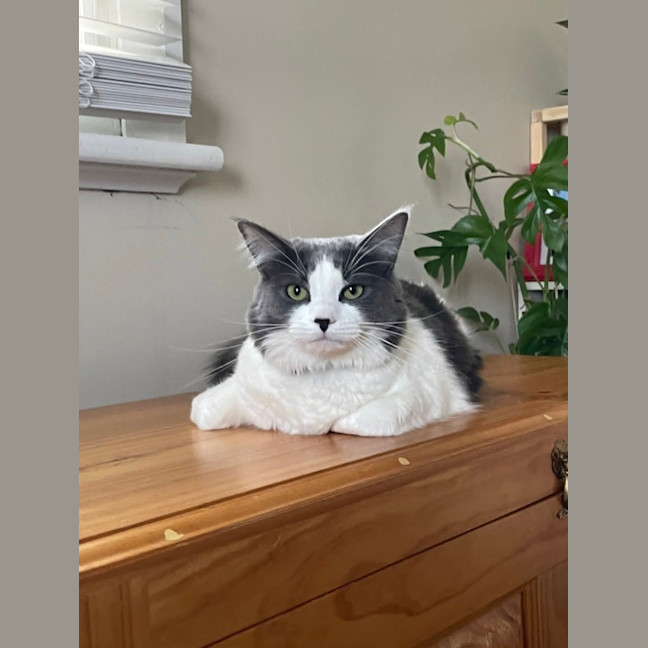 Photo of Aspen