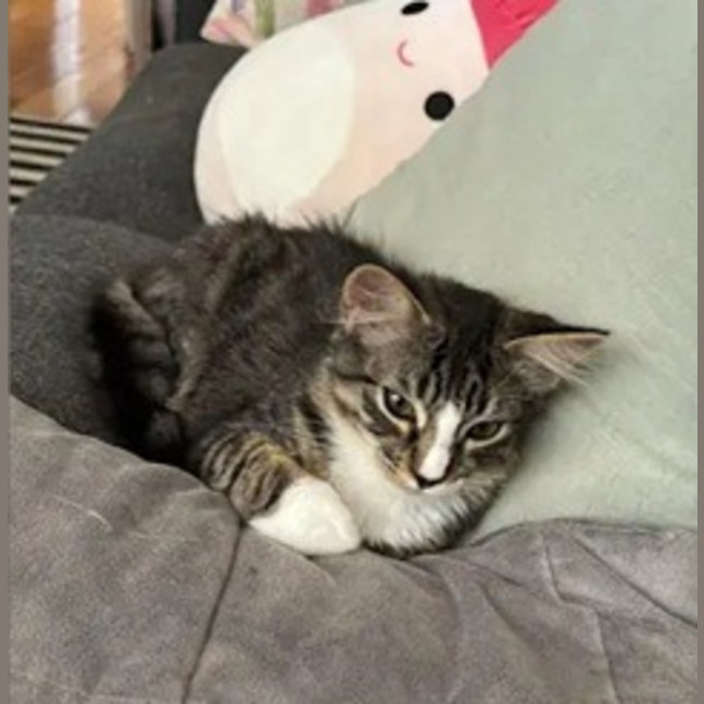 Photo of Calypso