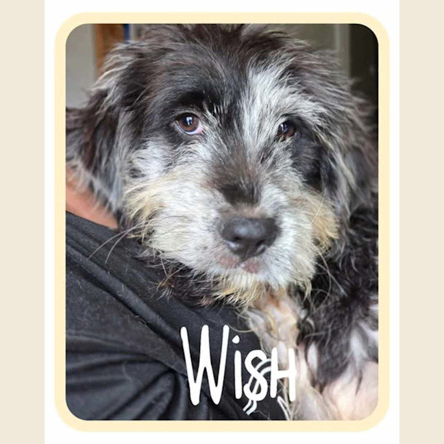 Photo of Wish