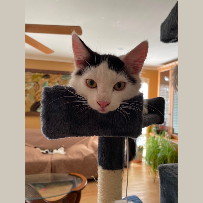 Photo of $300 🐾 Felix