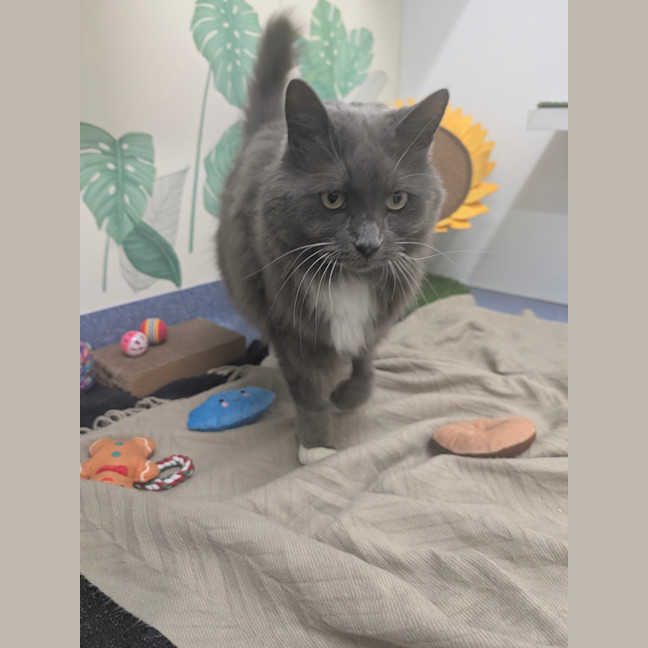 Photo of Lord Biscuit I I I