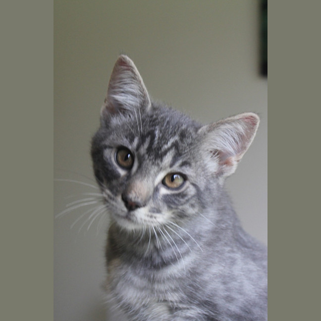Photo of Cinder