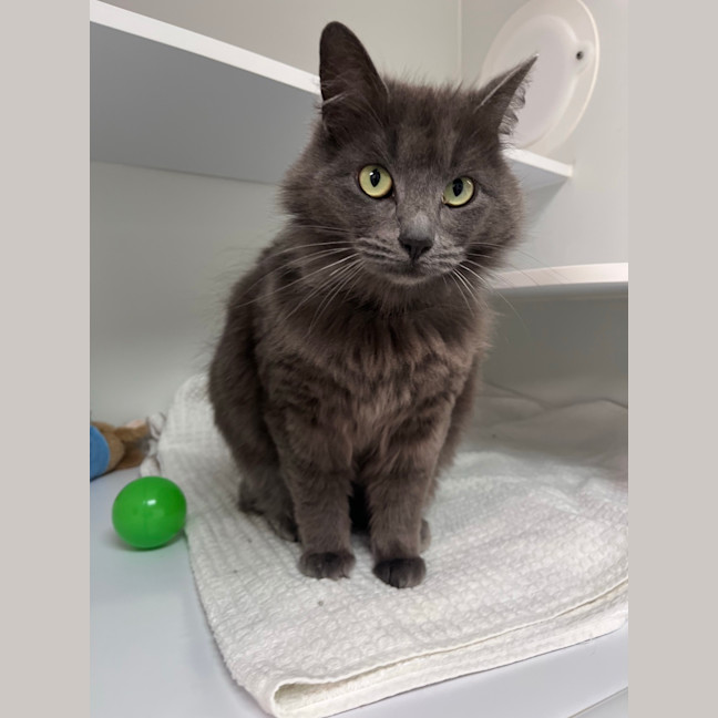 Photo of Sapphire