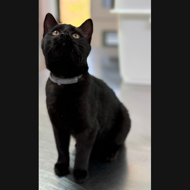 Photo of Truffle (8987)