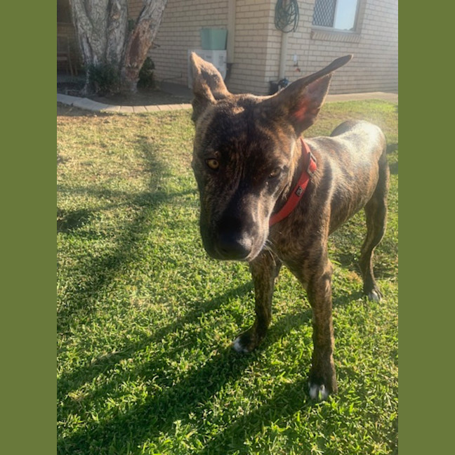 Photo of Dapper   7 Month Old Staffy X