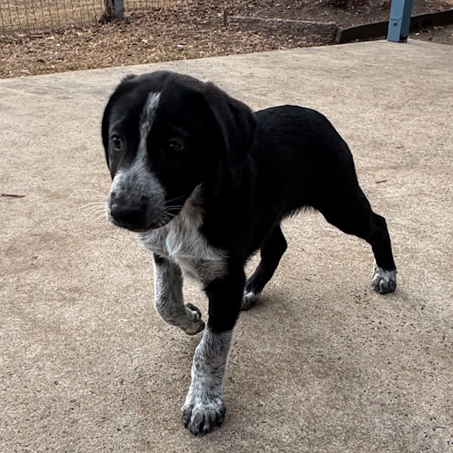 Photo of Drover 