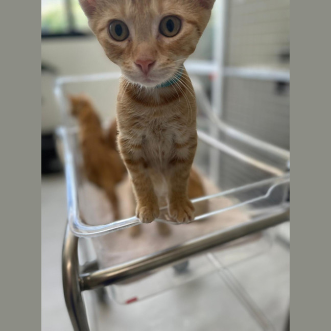 Photo of Pumpkin