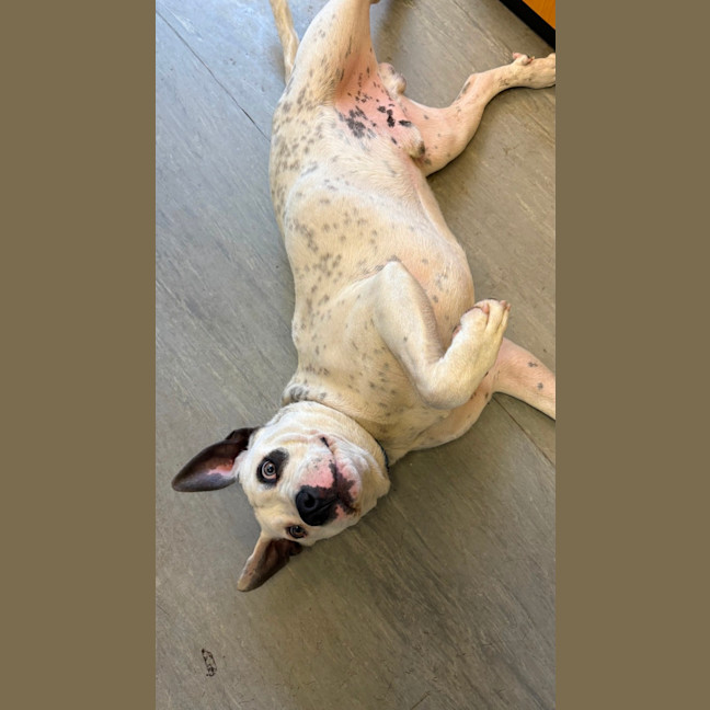 Photo of Bronco
