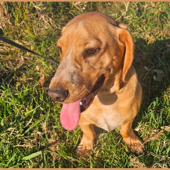 Photo of Rascal 