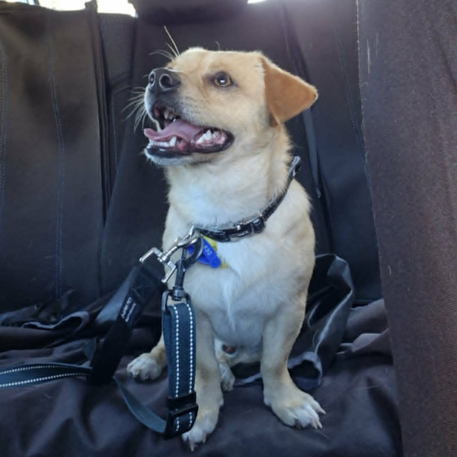 Photo of Roscoe