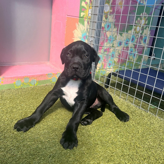 Photo of D1192 Danny