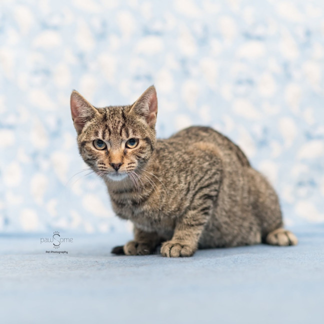 Photo of Rhea **2nd Chance Cat Rescue**