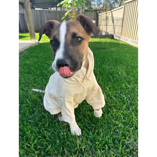 Photo of Guinness *$350 Adoption Fee*