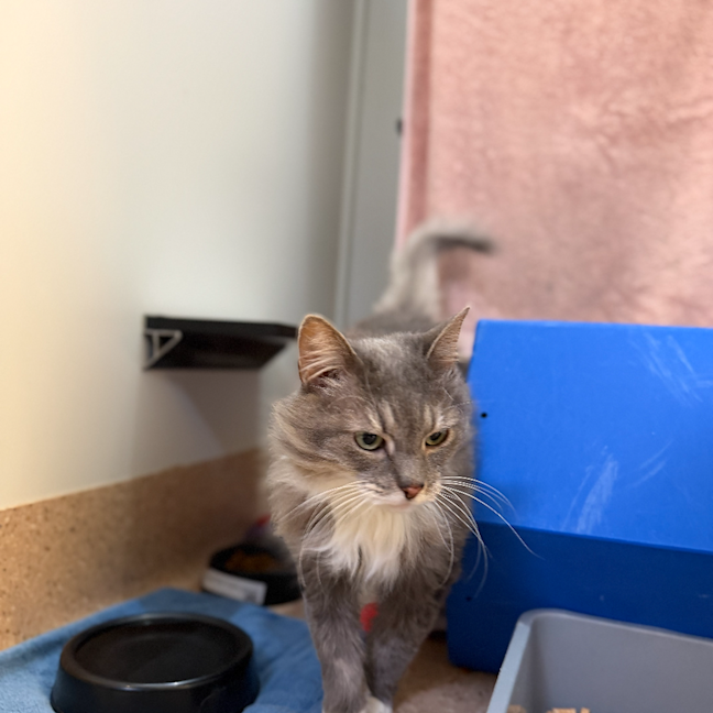 Photo of Josie