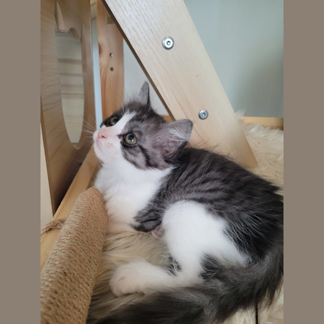 Photo of Cherry   Available From 20/1