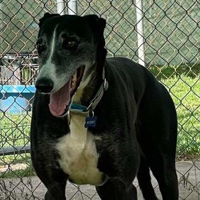 Photo of Mummu The Greyhound