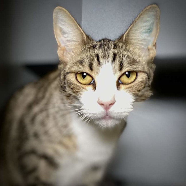 Photo of Cleo