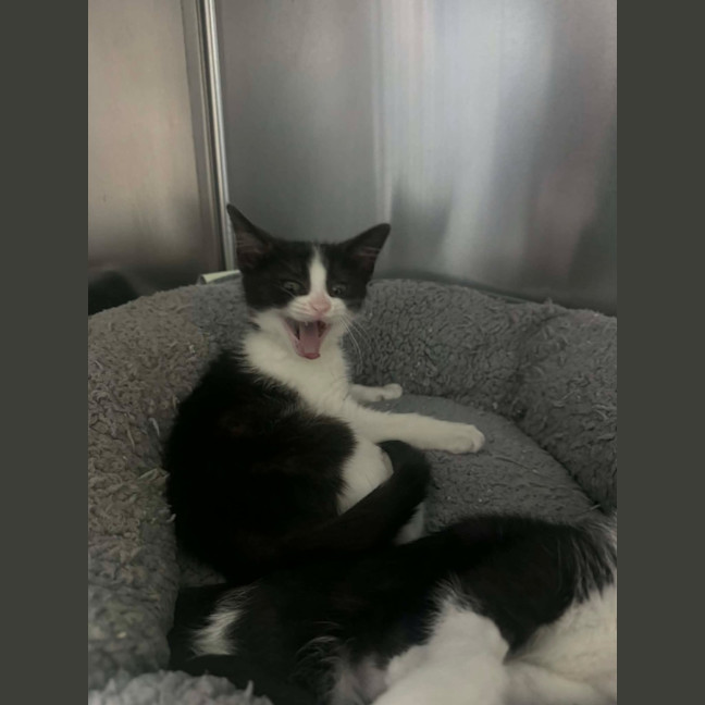 Photo of Tortelleni   In Foster Care In Ashburton