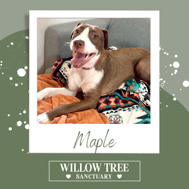Photo of Maple