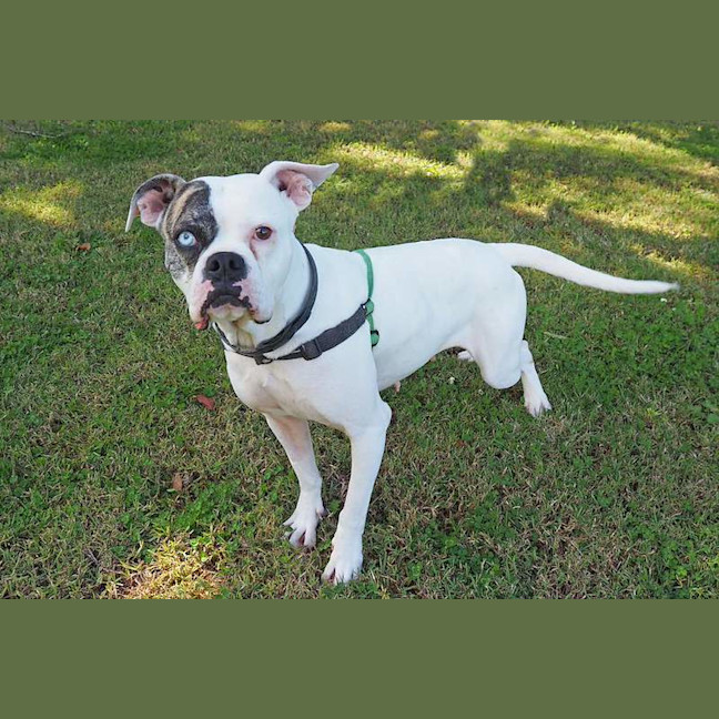 Photo of Gypsy