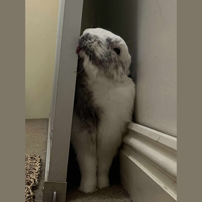 Photo of Iggy