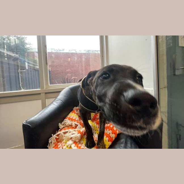 Photo of Rex