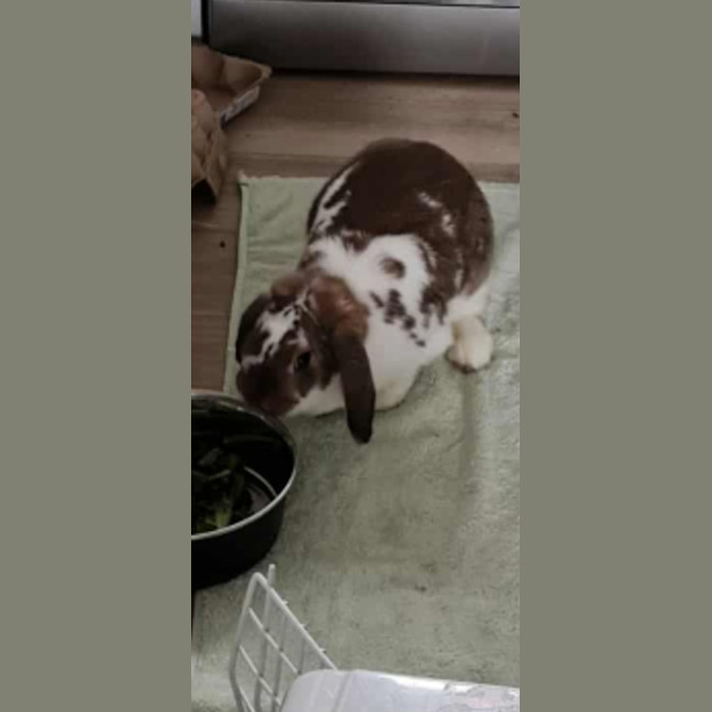 Photo of Jazzy