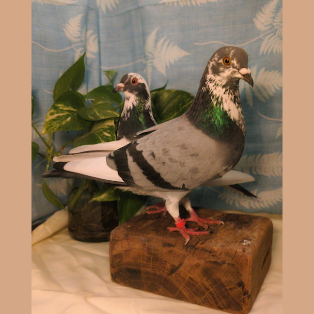 Photo of Jon Snow & Satin
