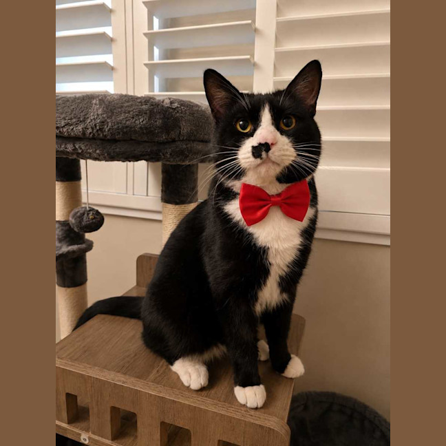 Photo of Mr Darcy