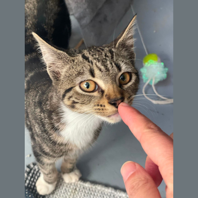 Photo of Kizzi **2nd Chance Cat Rescue**