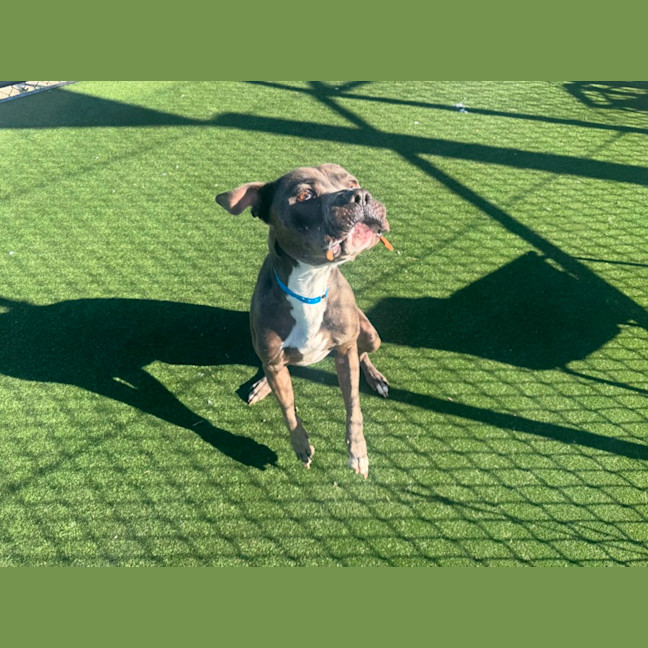 Photo of Riggs Imp 1483