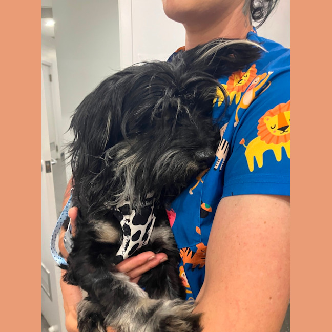 Photo of Scrappy