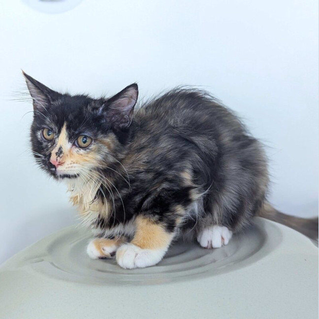 Photo of Chimmi