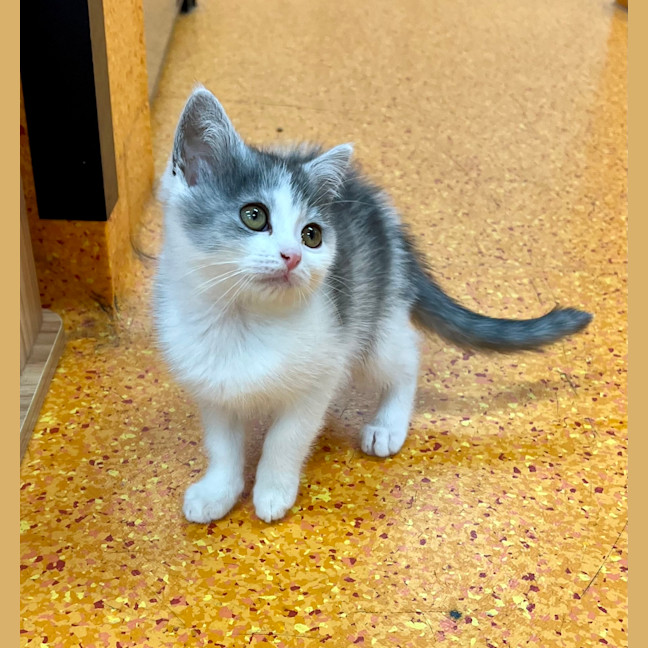 Photo of Clementine