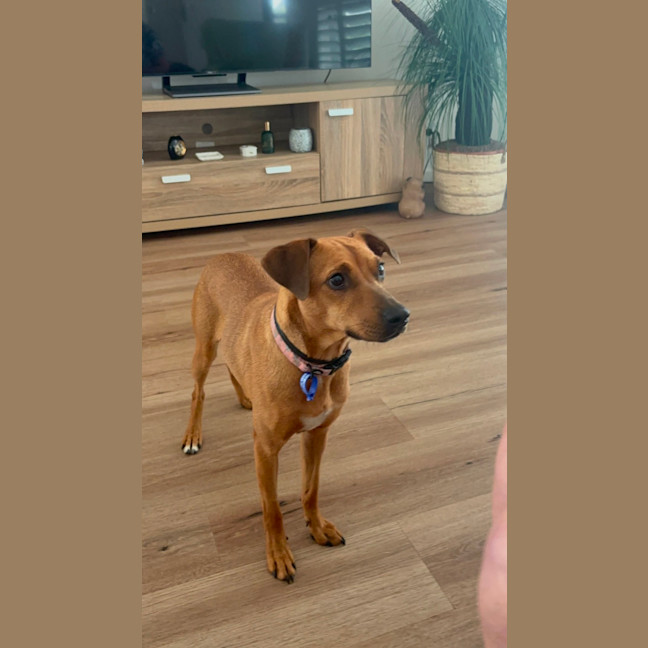 Photo of Gracie   2 Year Old Mixed Breed