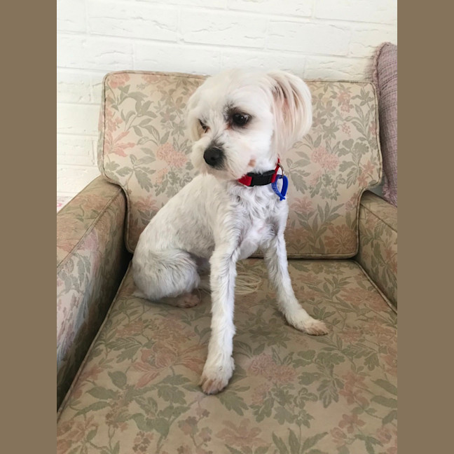 Photo of Pear & Coco   1.5 Year Old Maltese X Shih Tzu