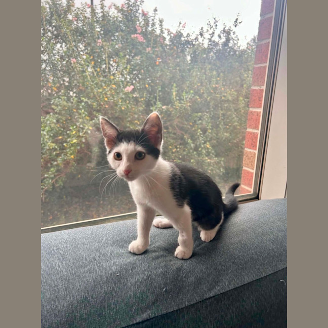 Photo of Daphne