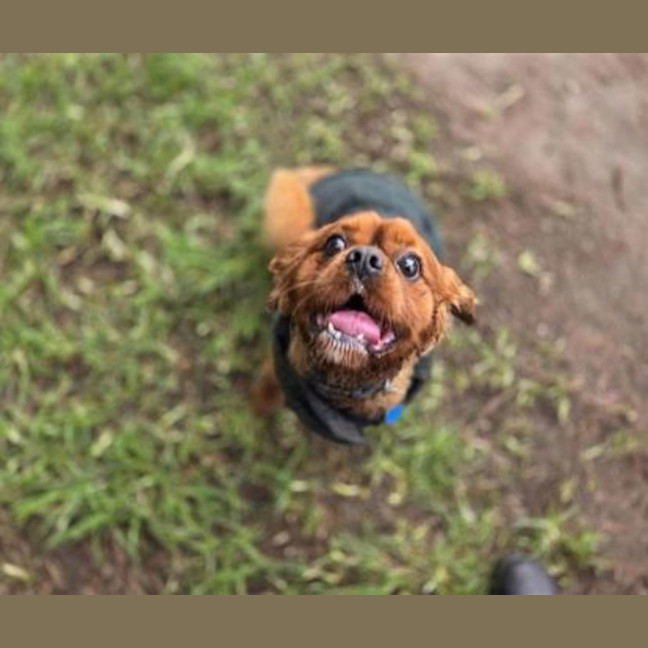 Photo of Toby