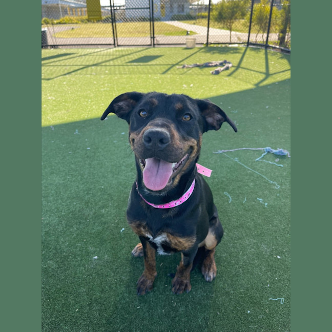 Photo of Rosa Imp 1309