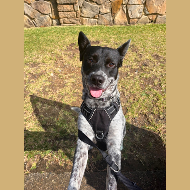 Photo of Tink