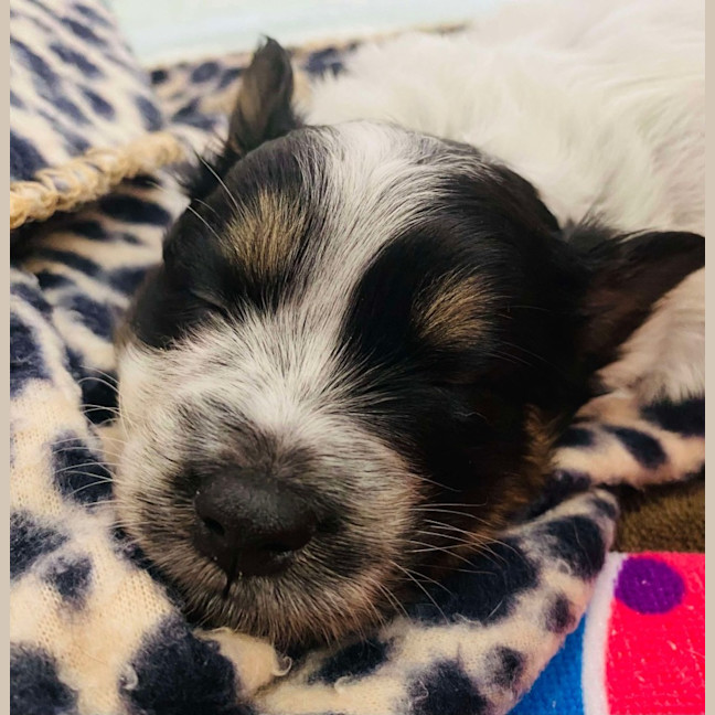 Photo of Miss Pepper And The Peppercorns