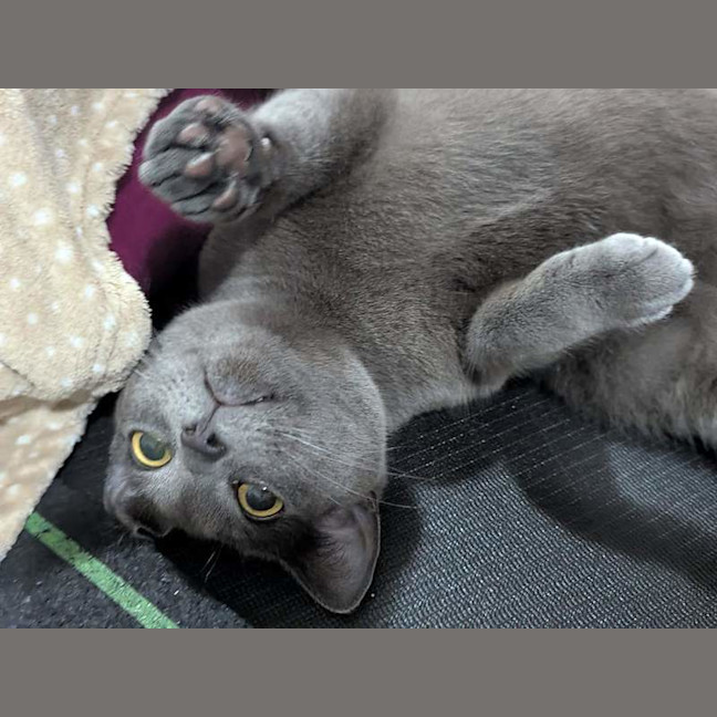 Photo of Smokey