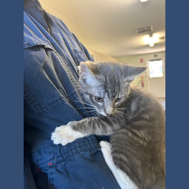 Photo of Jazz