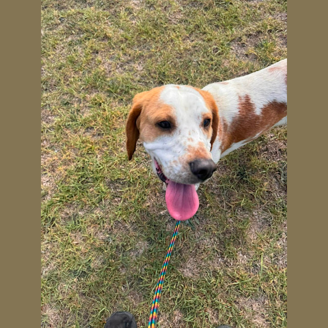 Photo of Momo (68835)