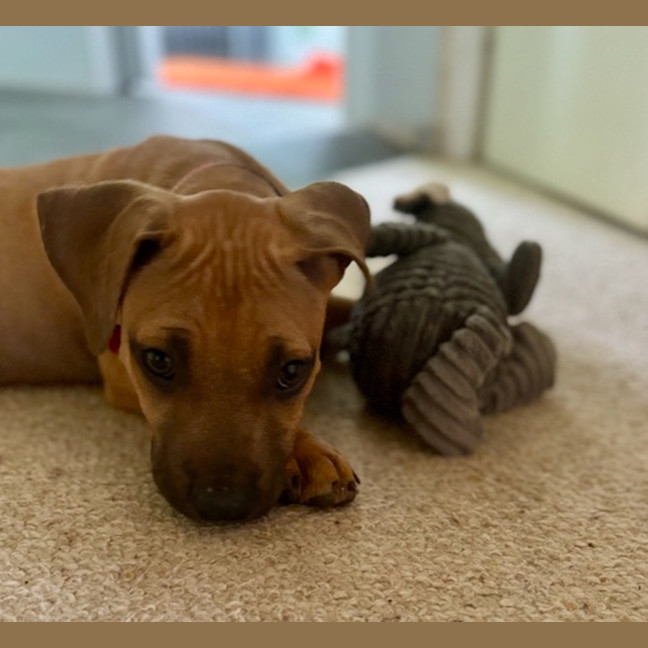 Photo of Alvin   4 Month Old Mixed Breed (Trial)