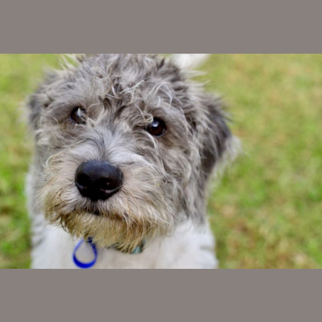 Photo of Ollie   6 Month Old Wolfhound X