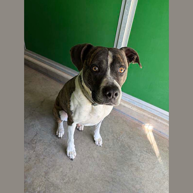 Photo of Diesel